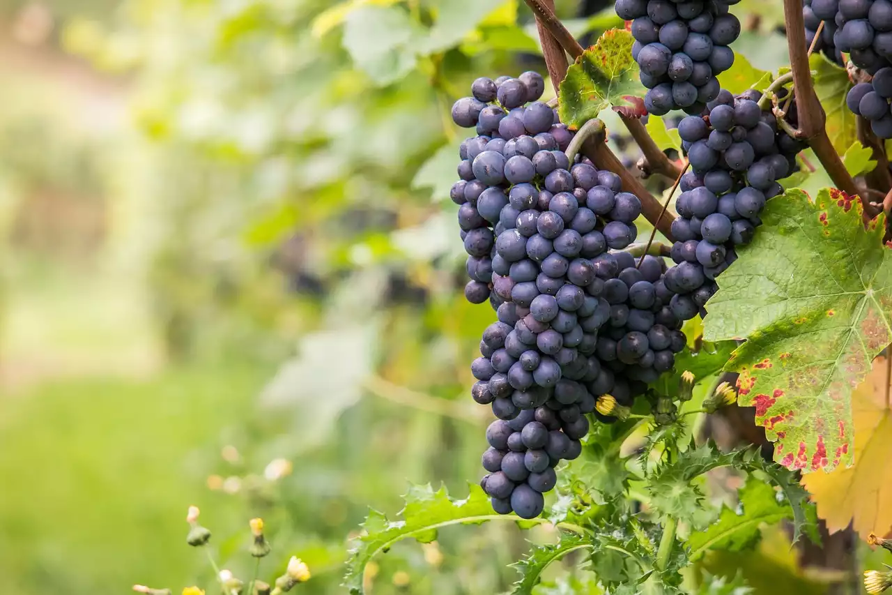 葡萄酒与秋季食物的搭配艺术